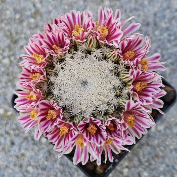 Preview: Mammillaria hermosana